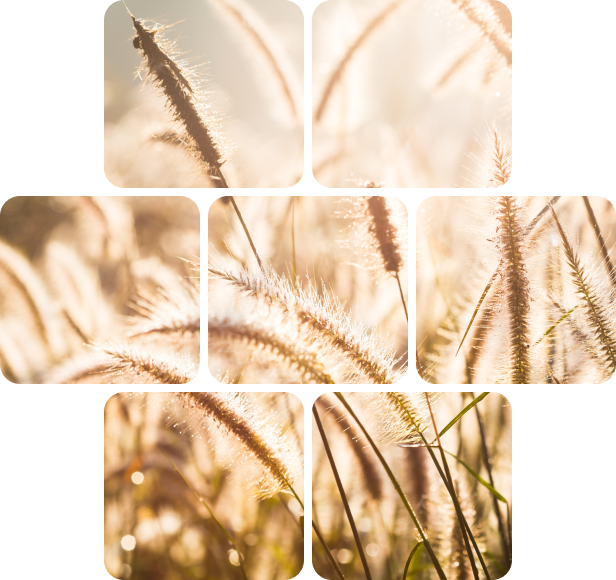 Natuur: verbinding, veerkracht en groei bij Plein 24